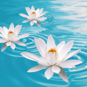 Reiki oasis